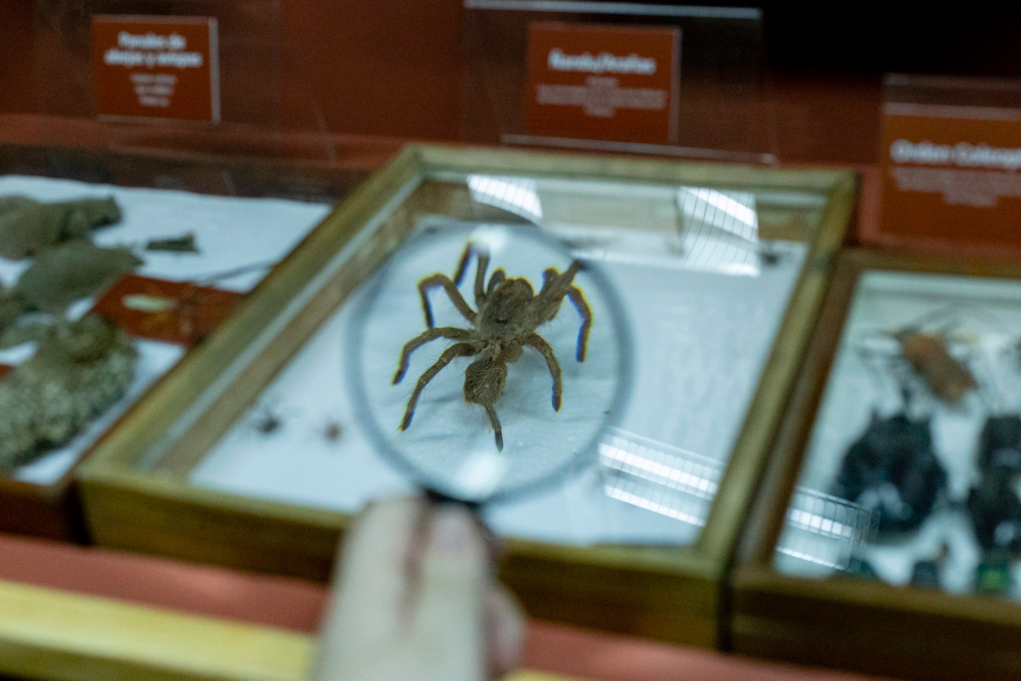 Colección de Ictiología